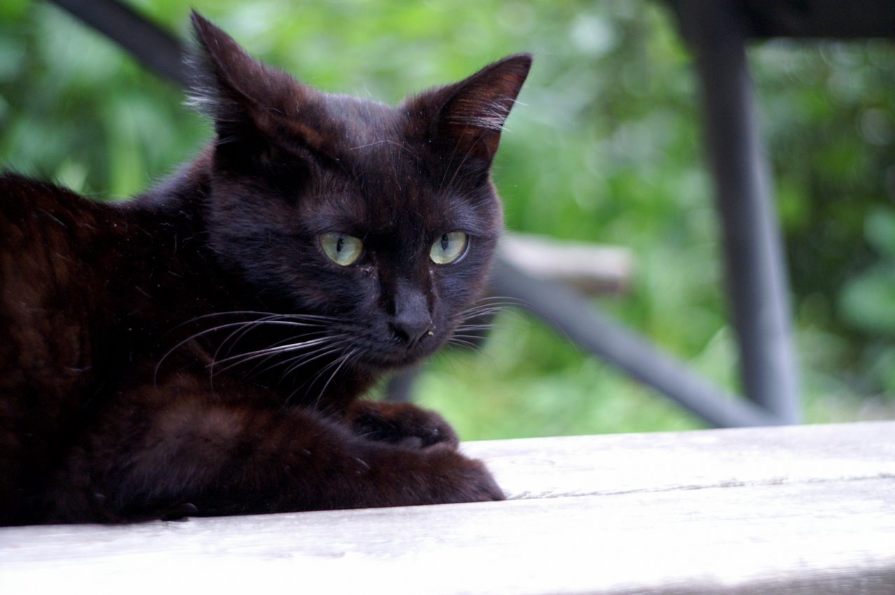 ヤマト運輸らくらく送り状発行サービス